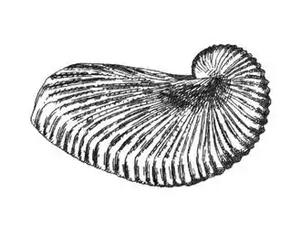 Ilustração da concha, invólucro de ovos, de uma fêmea de A. nouryi; retirada do Manual of Conchology, de George W. Tryon (1879).