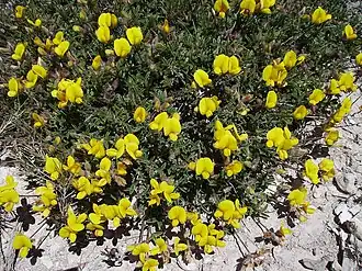 Argyrolobium zanonii