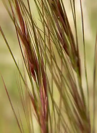 Aristida_purpurea