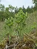 Aristolochia clematitis