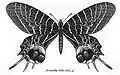 Desenho em branco e preto do macho de B. lidderdalii, por C. T. Bingham, retirado do livro Fauna of British India - Butterflies (Vol. 2) (1907).