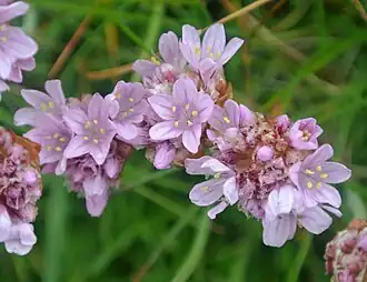 Armeria maritima em Dunnet Head, Escócia.