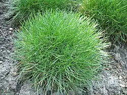 Hábito da planta sem floração.