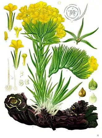 Arnebia densiflora Ledeb.