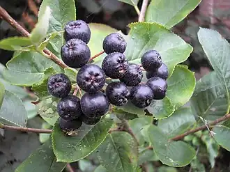 Bagas de Aronia