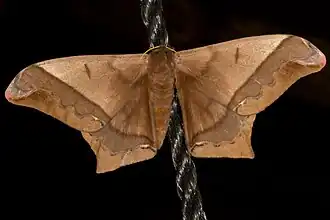 Fotografia de Arsenurinae do gênero Arsenura; a sua espécie-tipoː Arsenura armida.
