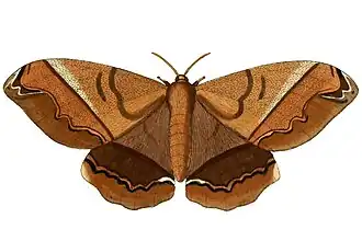 A ilustração da descrição original da mariposa neotropical A. armida proveniente da obra de Pieter Cramerː De uitlandsche kapellen, voorkomende in de drie waereld-deelen Asia, Africa en America (1779).