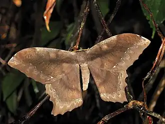 Fotografia de Arsenura batesii, em Zamora-Chinchipe, Equador.
