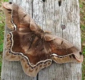 Fotografia de A. biundulata em Ouro Preto, Minas Gerais, Brasil.