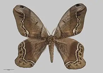 Fotografia da ursaː A. biundulata; espécime em museu de Auckland, Nova Zelândia.