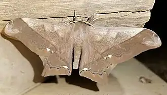 Fotografia de Arsenura fuscata, em Pastaza, Equador.