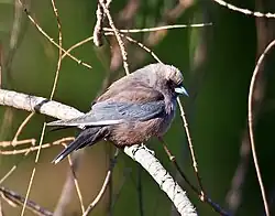 Registro de um indivíduo de Artamus cyanopterus na Tasmânia.