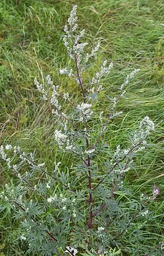 Artemisia vulgaris