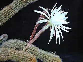 Arthrocereus glaziovii