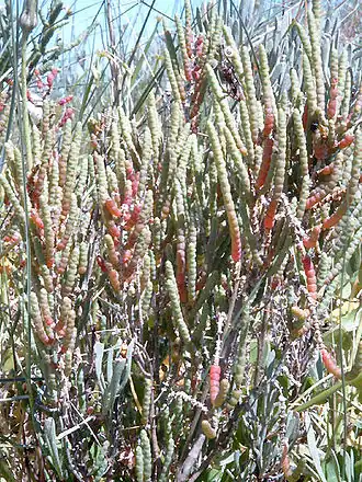 Salicornia perennis