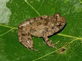 Scotobleps gabonicus