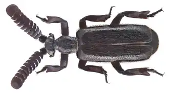 Fotografia de Paussinae australiano do gênero Arthropterus. Muitas espécies, como esta, apresentam o tegumento piloso.