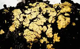 Arthrorhaphis alpina