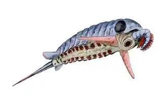 Schinderhannes, um membro da família Anomalocaridae.