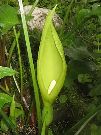 Insflorescência de Arum italicum