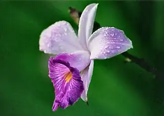 Flor da Arundina graminifolia