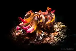 Sépia extravagante (Metasepia pfefferi)