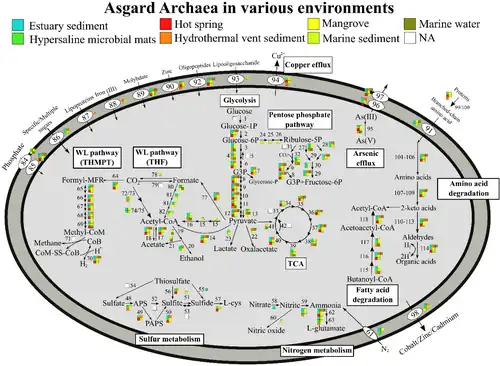 Vias metabólicas de Asgard archaea, variação por ambiente.[11]