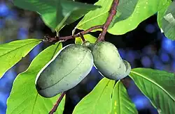 Fruto de Asimina triloba.