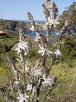 Asphodel, uma das ervas mediterrâneas encontradas em Ithilien.