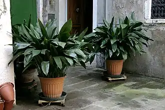 Aspidistra elatior.