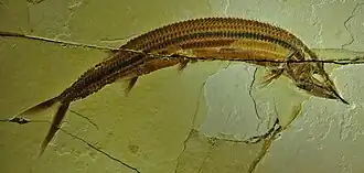 Aspidorhynchus sanzenbacheri