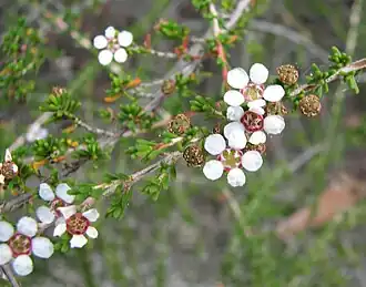 Astartea heteranthera