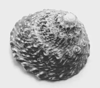 Fotografia de A. latispina.