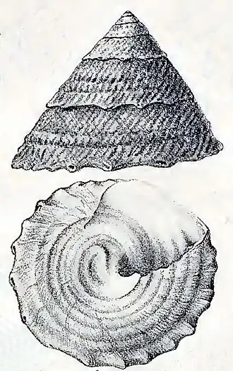 Desenho de A. latispina, retirado de G.W. Tryon (1888), Manual of Conchology X; Academy of Natural Sciences, Philadelphia; pl. 63 # 21, 22.