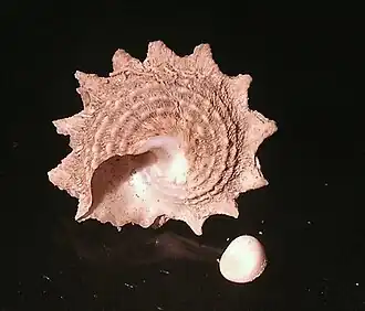 L. phoebium em vista inferior, com seu opérculo ao lado.