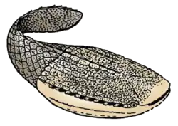 Astraspis, um peixe primitivo.