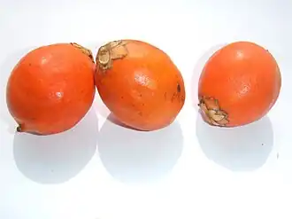 Tucumã (Astrocaryum vulgare)