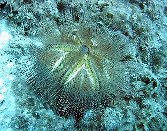 Forma branca (Hawaii).