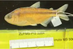 Astyanax paranae com medidas