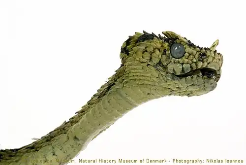 Espécime da coleção do Museu de História Natural da Dinamarca