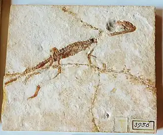 Fóssil de Atoposaurus oberndorferi no Museu Teyler