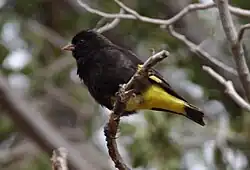 Carduelis atrata Pintassilgo-negro