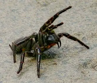 Em comparação, as quelíceras da aranha migalomorfa, como Atrax robustus, são apontadas para baixo.