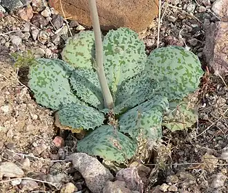 Atrichoseris platyphylla