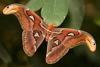 Mariposa Atlas, Attacus atlas