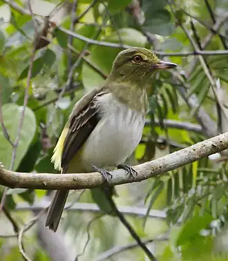 Espécime avistado na Reserva Natural Vale de Linhares, no Espírito Santo, Brasil