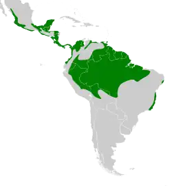 Distribuição do capitão-de-saíra-amarelo