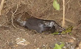 Filhote abrigado em seu ninho em Pequena Tobago, Trindade e Tobago