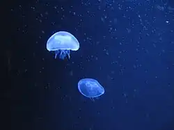 Medusas-da-lua podem viver em mares do hemisfério norte, como o mar Báltico.