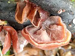Auricularia auricula-judae, "orelha-de-judas" formas diversas